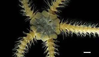 Ophiacantha moniliformis
