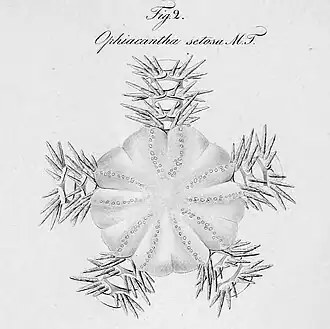 Ophiacantha setosa