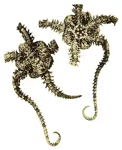 Ophiactis luteomaculata