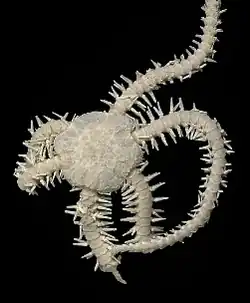 Ophiactis lymani
