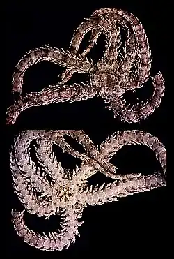 Ophiactis virens
