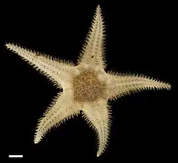 Ophiambix cf. epicopus (genre actuellement placé sous incertae sedis).