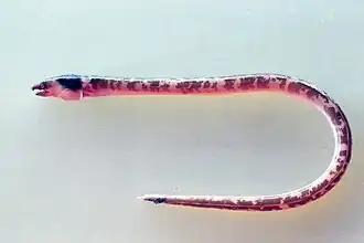 Ophichthus lithinus