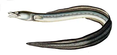 Ophichthus remiger