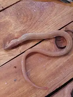 Ophichthus rufus