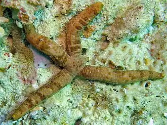 Ophidiaster duncani