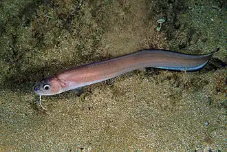Ophidion barbatum