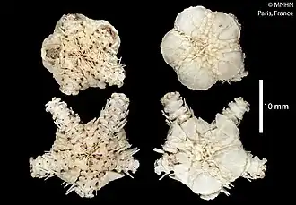 Ophiocamax dominans