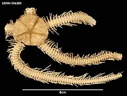 Ophiocamax gigas