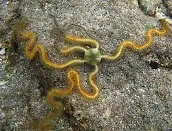 Macrophiothrix sp.