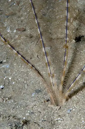 Ophiocentrus pilosa