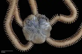 Ophiocentrus pilosa