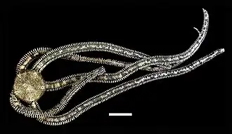 Ophiocnida hispida