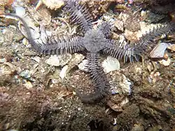 Ophiocoma aethiops