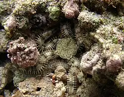 Breviturma brevipes