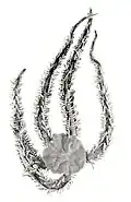 Ophiomastix occidentalis.