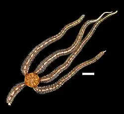 Ophiocomella alexandri.