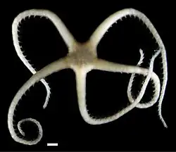 Ophiocreas carnosus