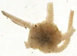Ophiocten sericeum