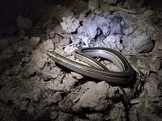 Description de l'image Ophiodes intermedius 126745646.jpg.