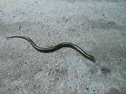 Ophiodes sp.