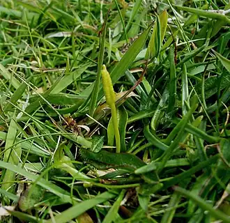Ophioglosse des Açores (Ophioglossum azoricum)