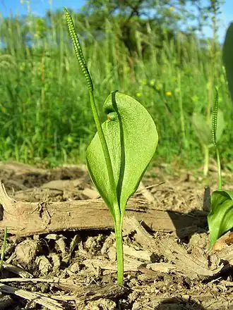 Ophioglosse commun(ophioglossum vulgatum)