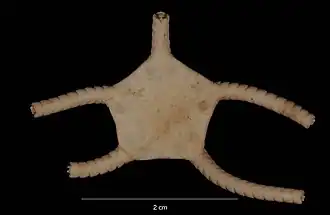 Ophiogona doederleini (USNM).
