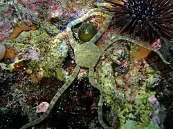 Complexe Ophiolepis cincta (sp. 2)?