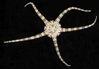 Ophiolepis elegans