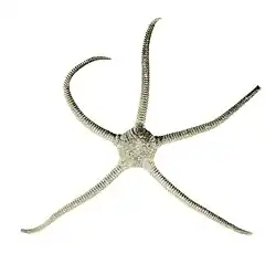 Ophiolepis unicolor