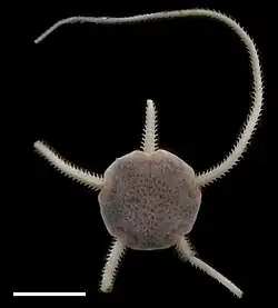 Ophioleuce gracilis