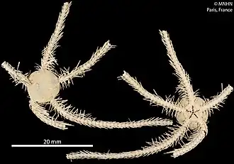 Ophiolimna antarctica