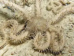 Ophiomastix pictum.