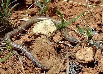 Description de l'image Ophiomorus Persicus by Omid Mozaffari (8153032589).jpg.