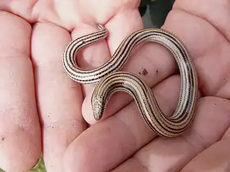 Description de l'image Ophiomorus latastii.jpg.