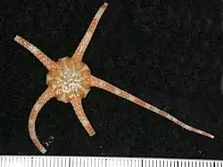 Ophiomusa australe.