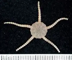 Ophiomusa granosa.