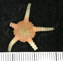 Ophiomusa relicta.