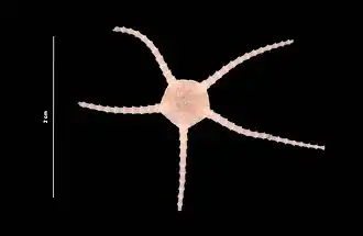 Ophiomusium lymani