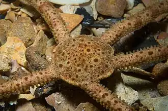 Ophiomyxa australis