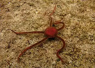 Ophiomyxa flaccida