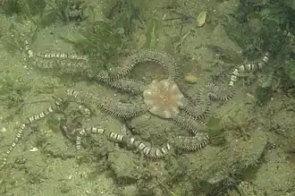 Ophionereis schayeri