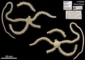 Ophionereis sykesi