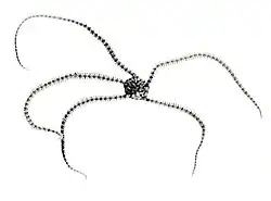 Ophionereis tigris