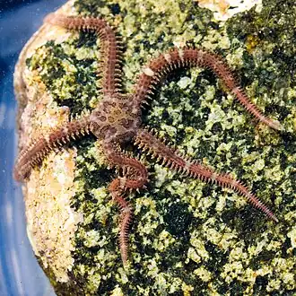 Ophiopholis aculeata, une Ophiopholidae