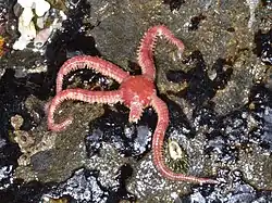Ophiopholis kennerlyi (Californie)