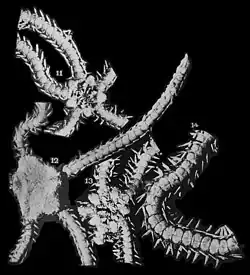 Ophiophragmus acutispina