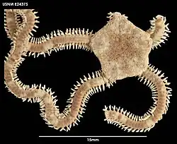 Ophiophragmus chilensis