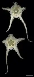 Ophiophyllum sp.